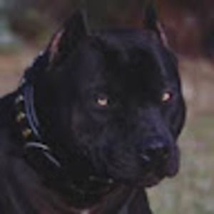 Meet your Posher, Grim